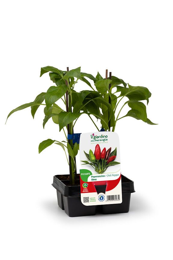Pack 4 piante