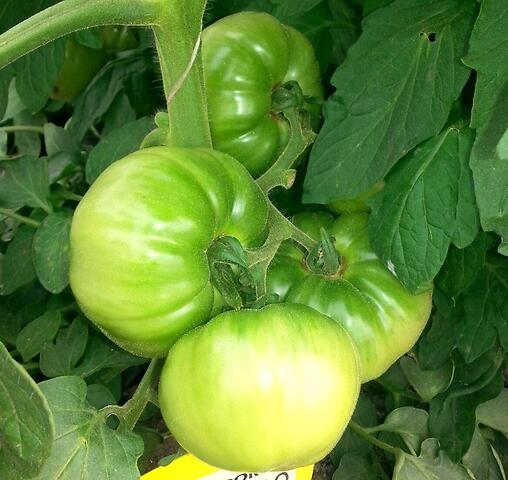 POMODORO MONTECARLO