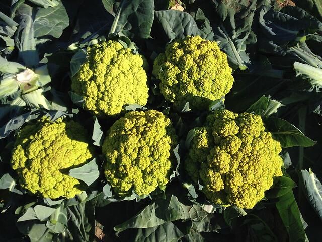 Cavolfiore verde