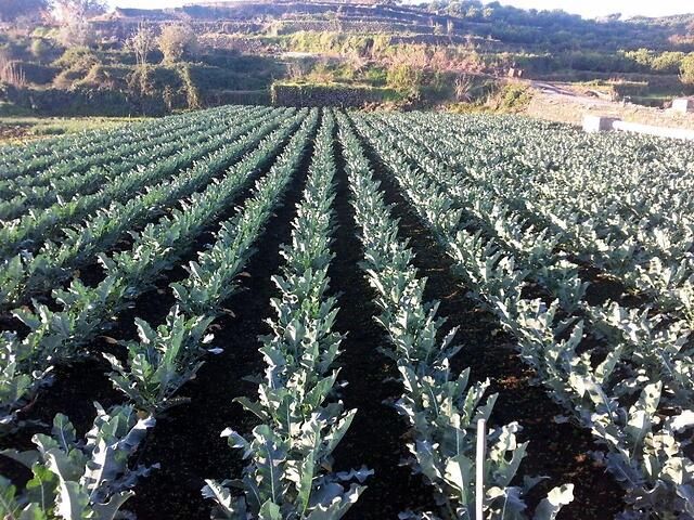 orto di cavolo broccolo
