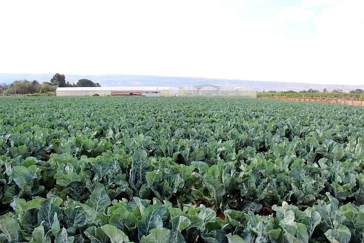 Cavolo broccolo in campo