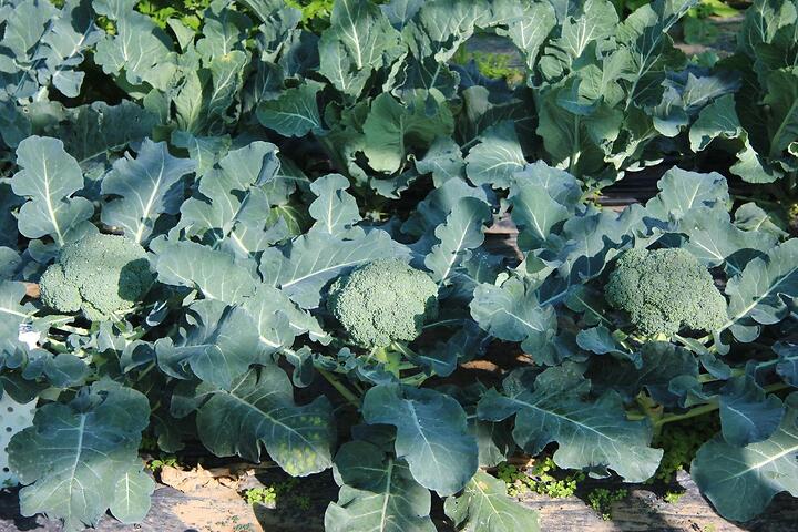 Cavolo broccolo in produzione