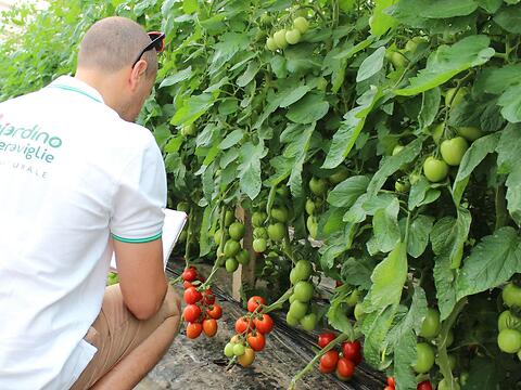 Pomodoro pronto per la raccolta