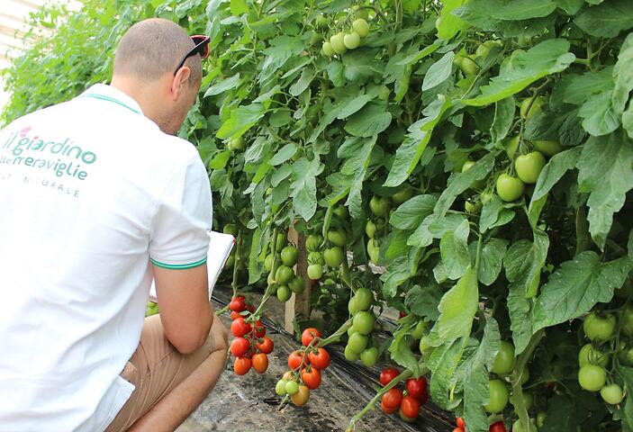 Pomodoro pronto per la raccolta