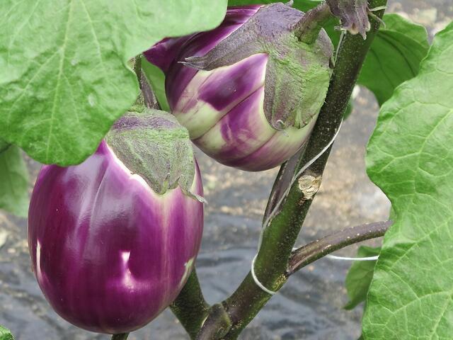 Melanzana violetta