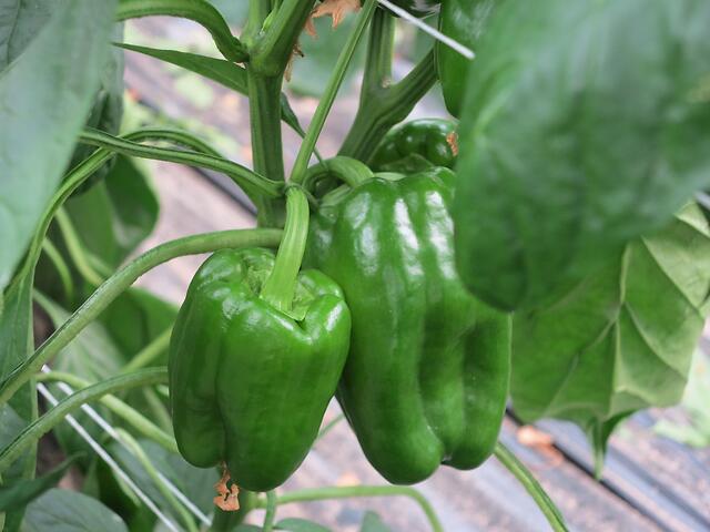 Primi frutti di peperone