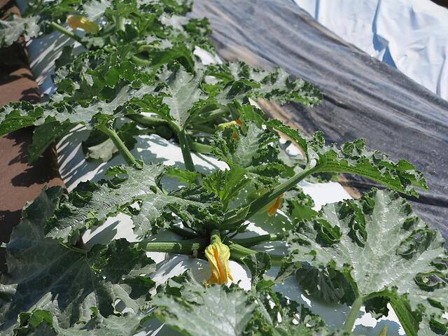 Trapianto di zucchino verde scuro
