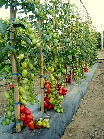 POMODORO IN FASE DI PRODUZIONE
