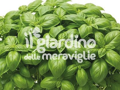 Basilico comune della riviera