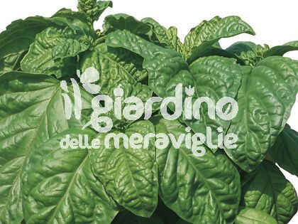 Basilico foglia di lattuga Riccio Napoletano