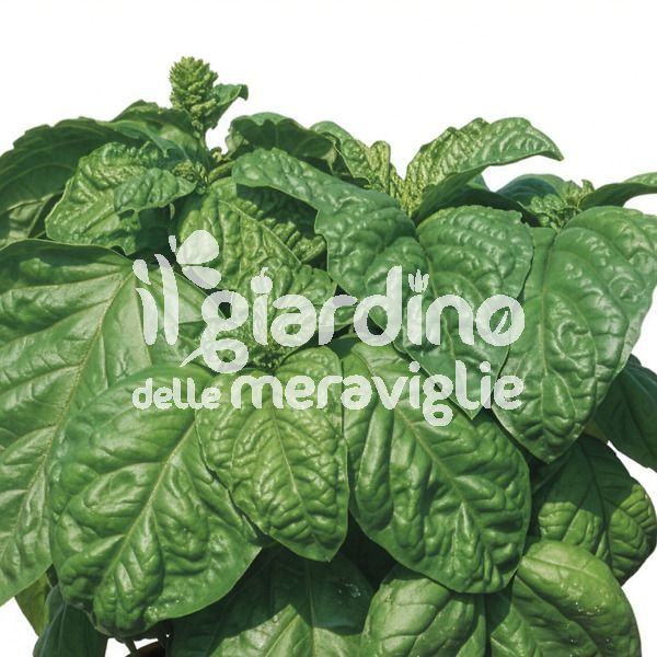 Basilico foglia di lattuga Riccio Napoletano