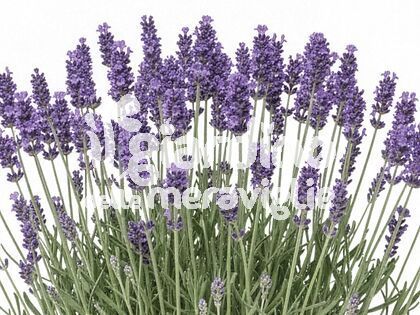 Lavanda vera