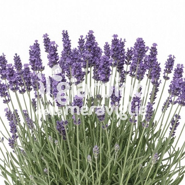 Lavanda vera