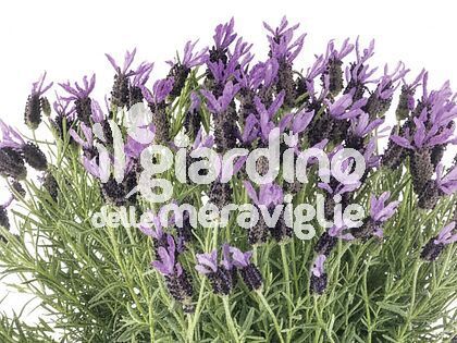 Lavanda stoechas