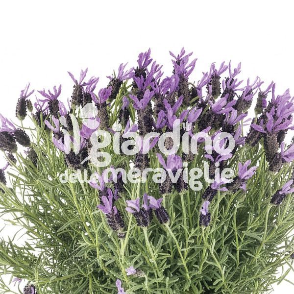 Lavanda stoechas