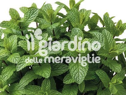 Menta