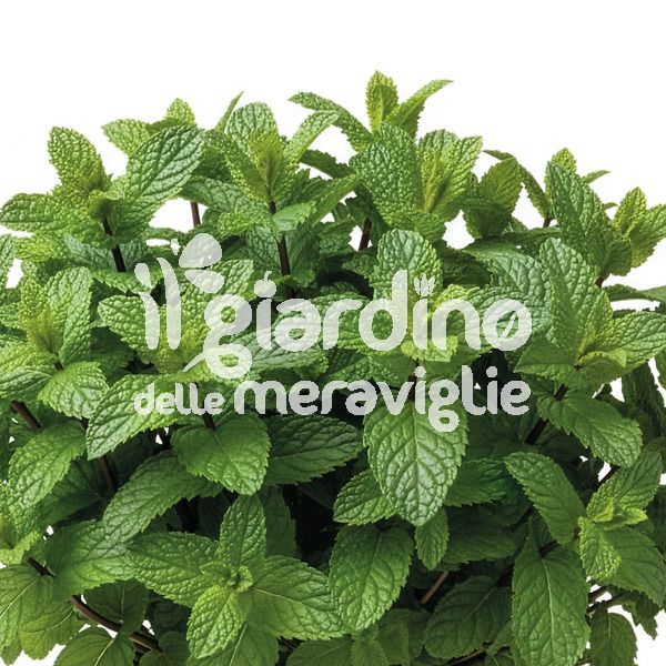 Menta
