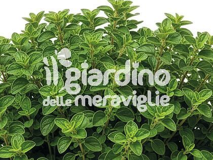 Origano