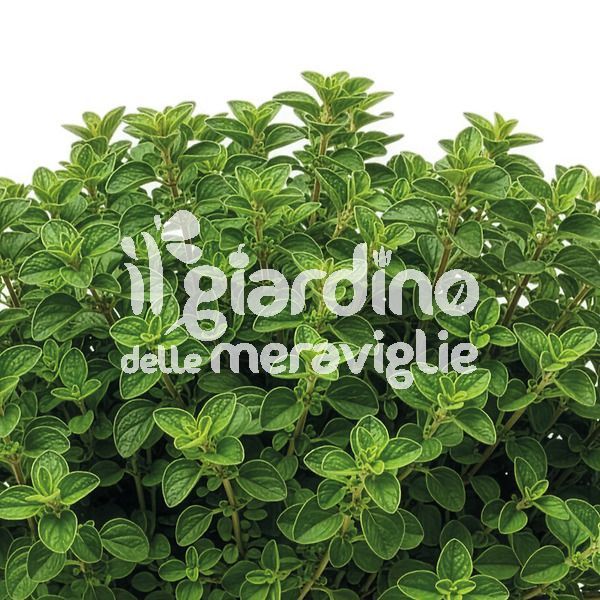 Origano