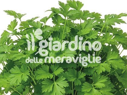 Prezzemolo Gigante d'Italia