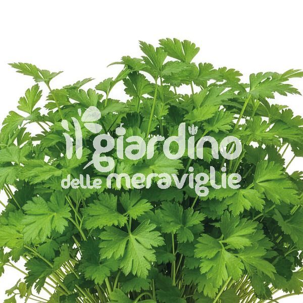 Prezzemolo Gigante d'Italia