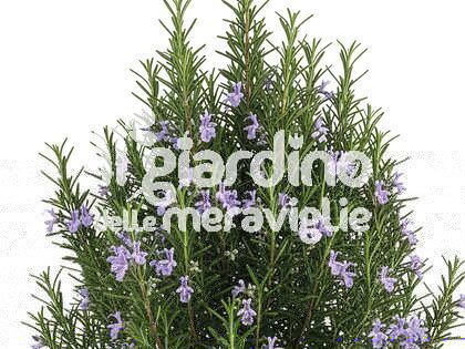 Rosmarino officinale eretto