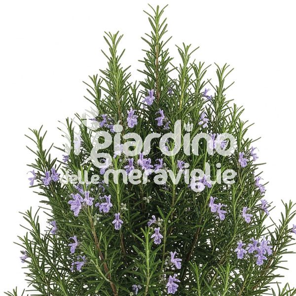Rosmarino officinale eretto