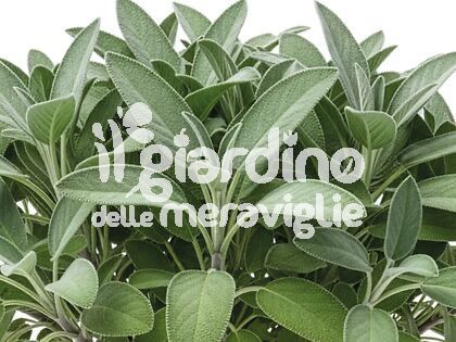 Salvia comune