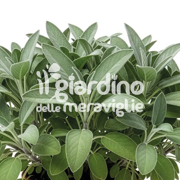 Salvia comune