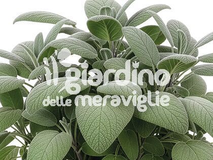 Salvia maxima a foglia larga