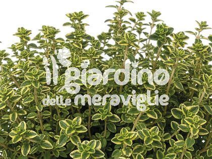 Timo limone