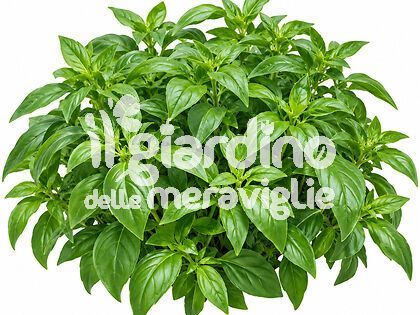 Basilico Limone