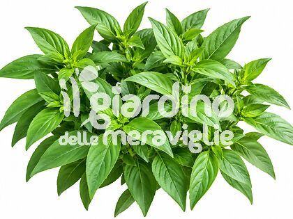 Basilico Thai aroma di anice e liquirizia