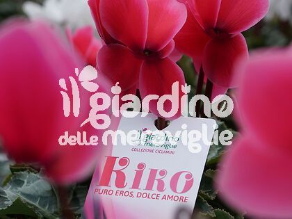 Ciclamino Kiko fucsia confetto