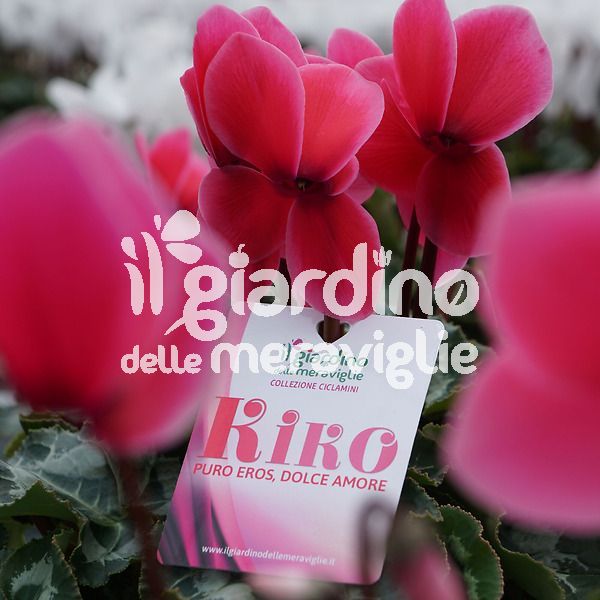 Ciclamino Kiko fucsia confetto