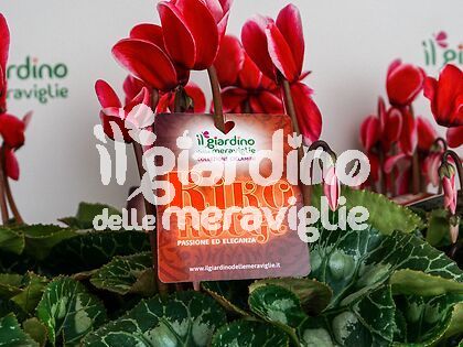 Ciclamino Kiko Rouge