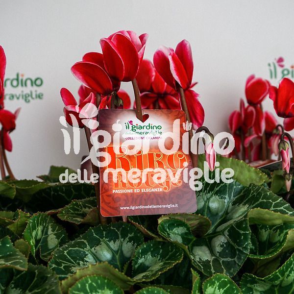 Ciclamino Kiko Rouge