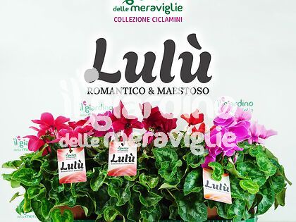 Ciclamino Lulù