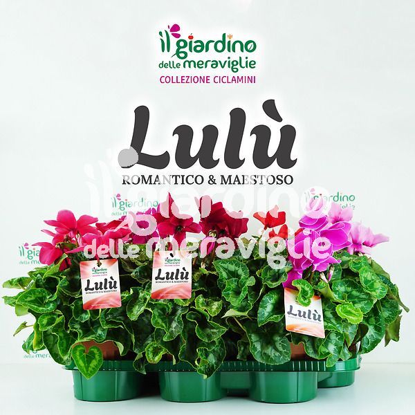 Ciclamino Lulù