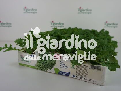 Cime di rapa Maceratese