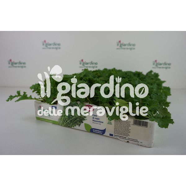 Cime di rapa Maceratese
