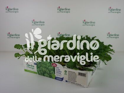 Cime di rapa Aprilatica - friarielli