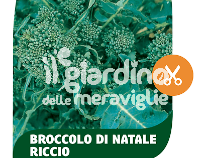 Broccolo di Natale riccio