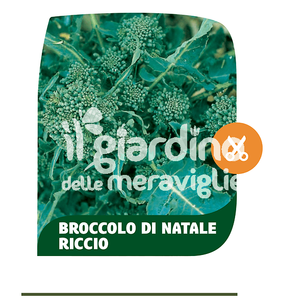 Broccolo di Natale riccio