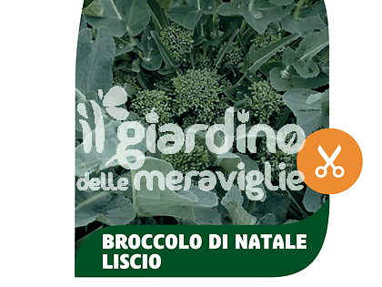 Broccolo di Natale liscio Casertano