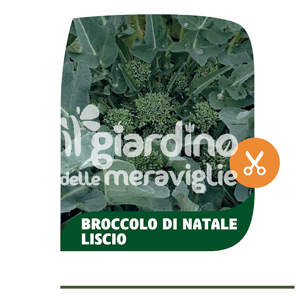 Broccolo di Natale liscio Casertano