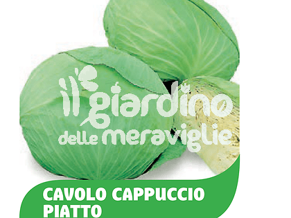 Cavolo cappuccio piatto Green Lunar