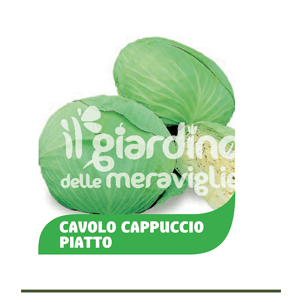 Cavolo cappuccio piatto Green Lunar