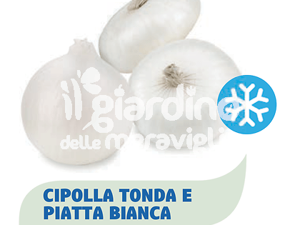 Cipolla bianca piatta