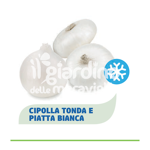 Cipolla bianca piatta